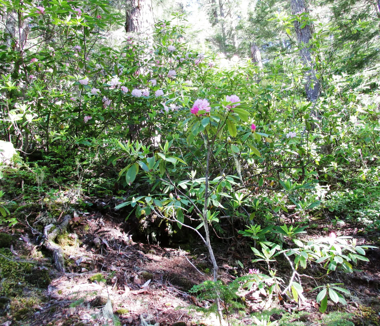 Pacific Rhododendron (Rhododendron Macrophyllum) — which benefits from a generous layer of organic mulch to retain moisture and keep roots cool; pink flowers