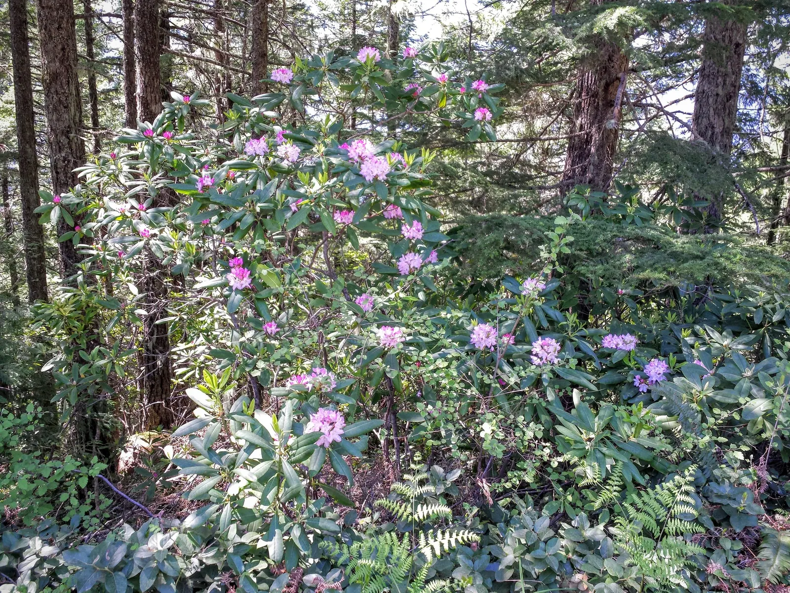 Pacific Rhododendron (Rhododendron Macrophyllum) — the plant boasts leathery; dark green leaves and vibrant spring blooms