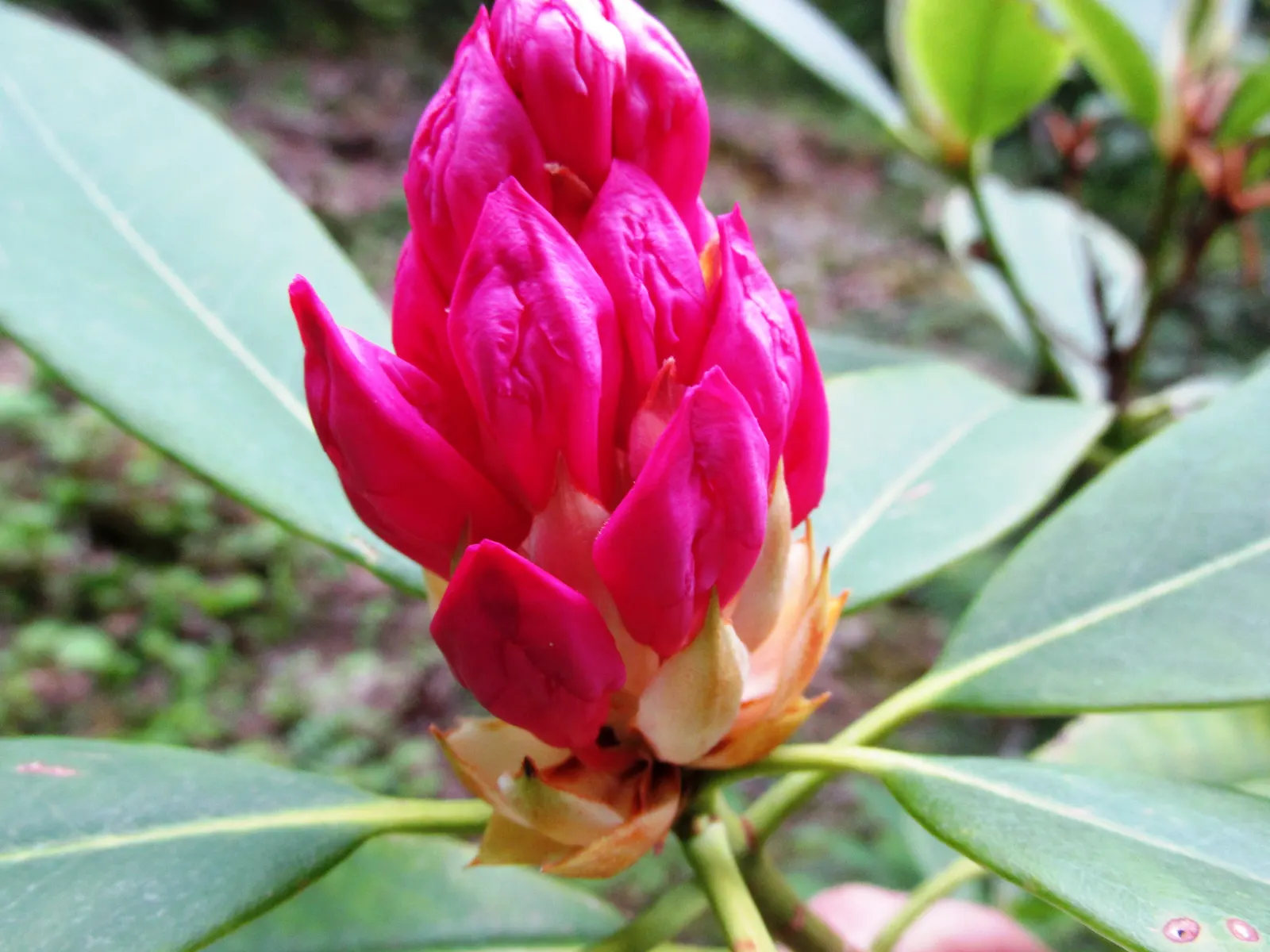 Pacific Rhododendron (Rhododendron Macrophyllum) — making them a substantial addition to any landscape design where space and scale permit.<br><br>Foliage-wise