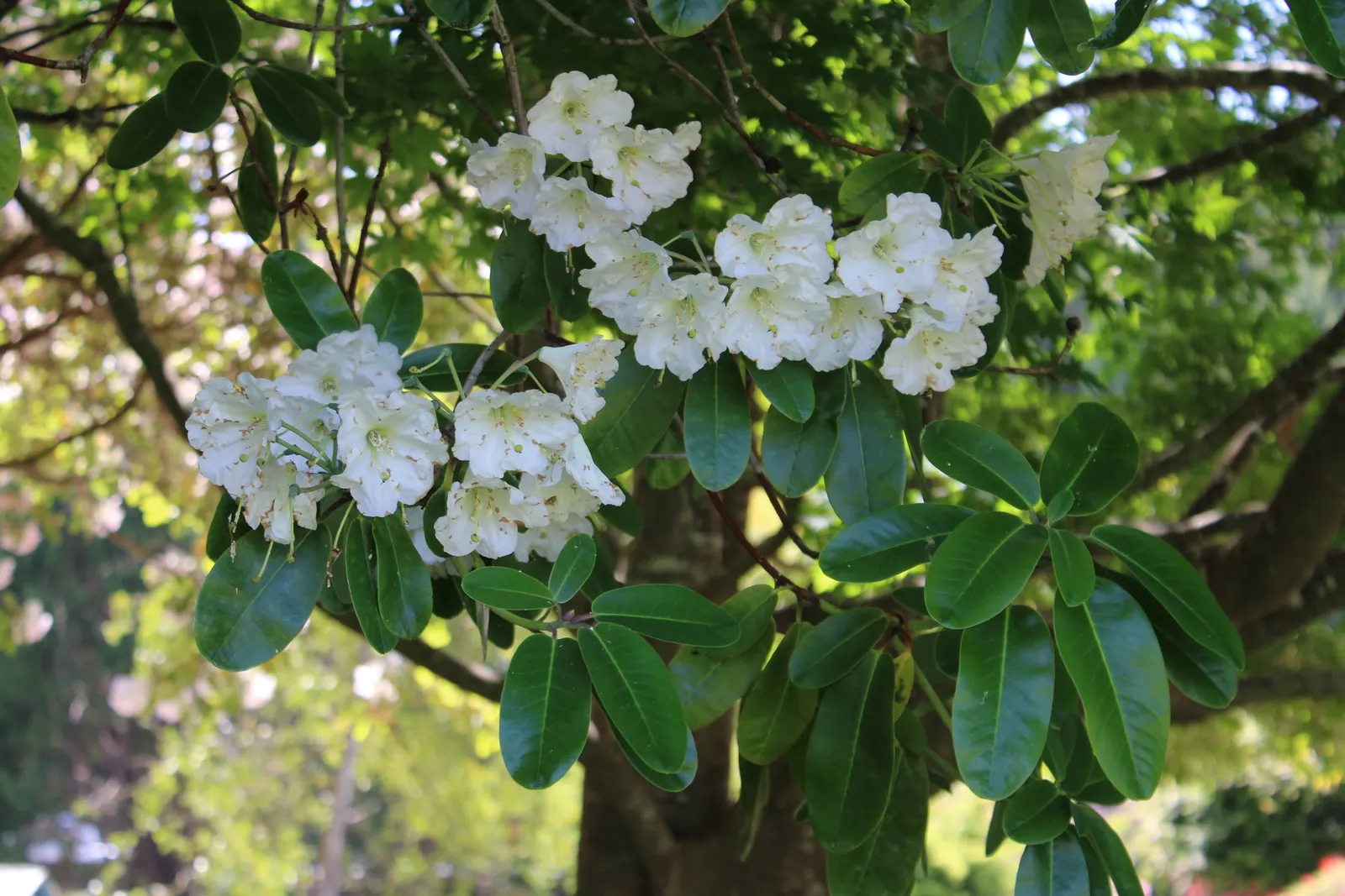 Pacific Rhododendron (Rhododendron Macrophyllum) — shrub for half or shade