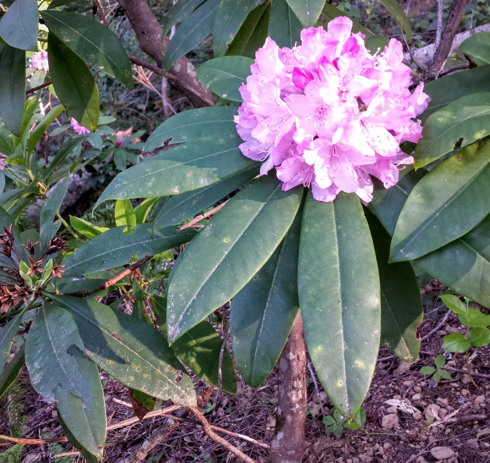 Pacific Rhododendron (Rhododendron Macrophyllum) — textured foliage and showy blossoms; with a throat of darker pigmentation; however, image 65