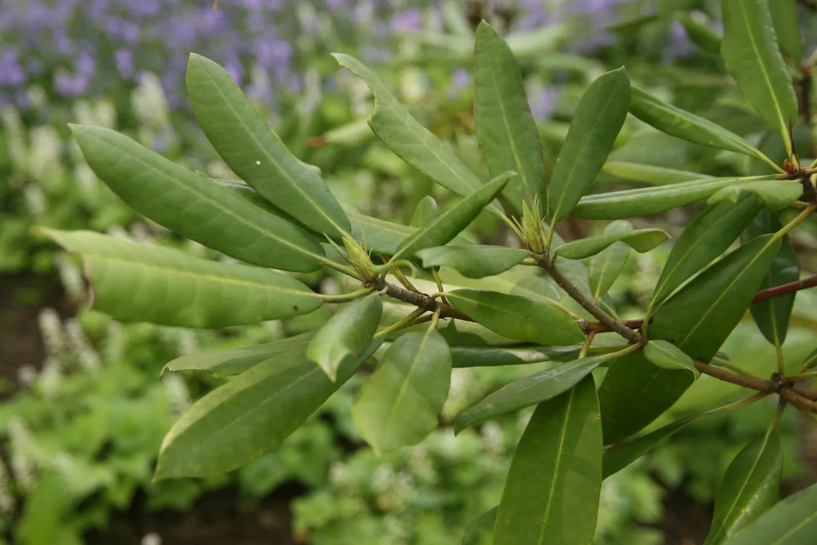 Pacific Rhododendron (Rhododendron Macrophyllum) — textured foliage and showy blossoms