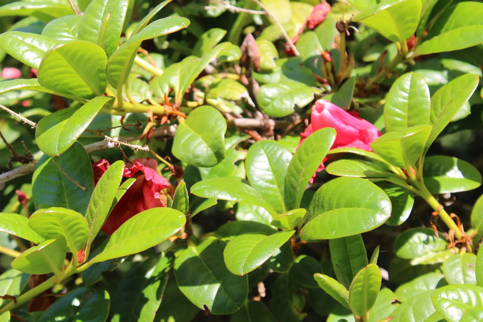 Pacific Rhododendron (Rhododendron Macrophyllum) — though it can tolerate full sun in cooler climates