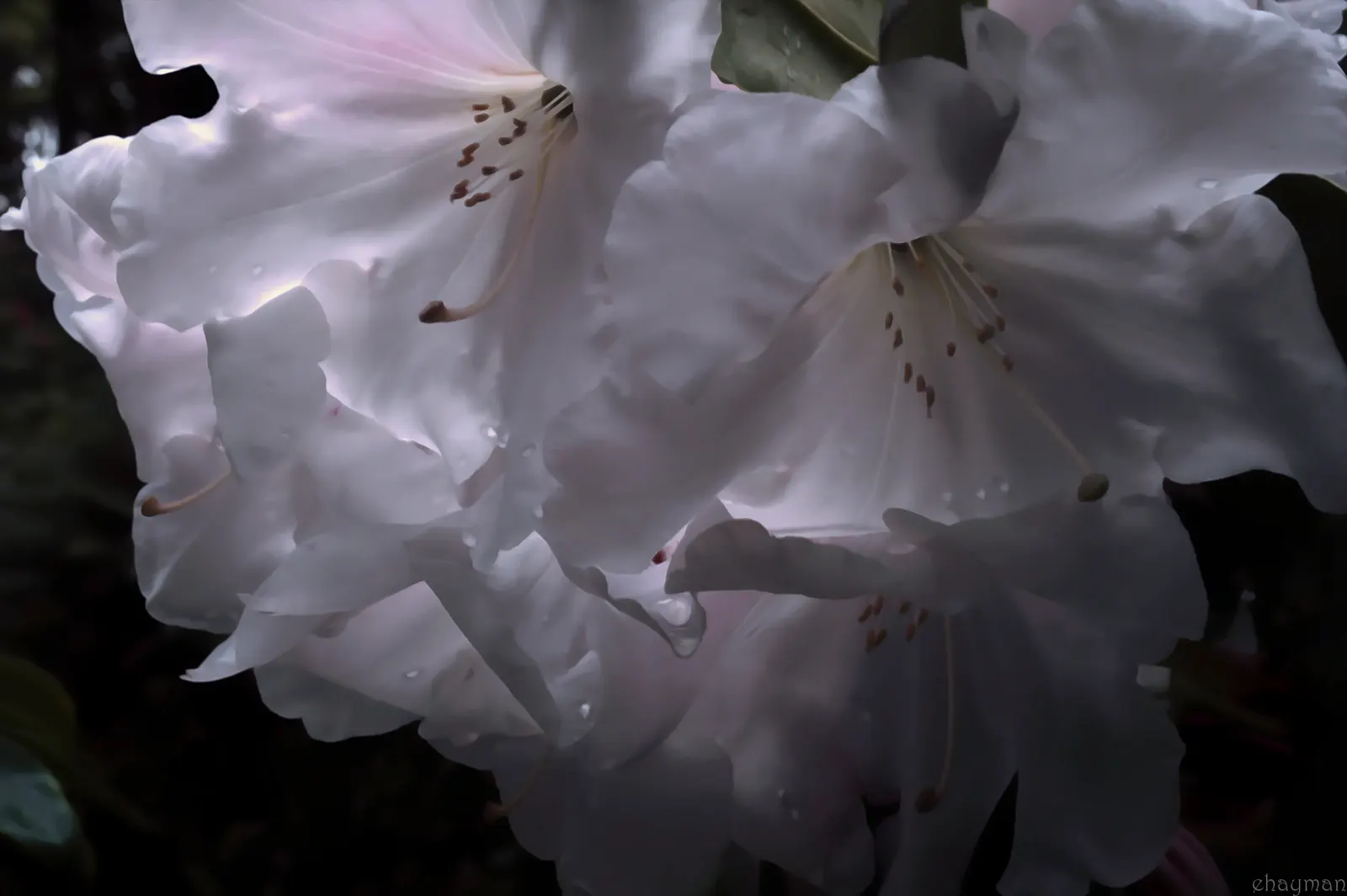Pacific Rhododendron (Rhododendron Macrophyllum) — Known for its vibrant springtime blossoms, it encapsulates the essence of the region's natural beauty