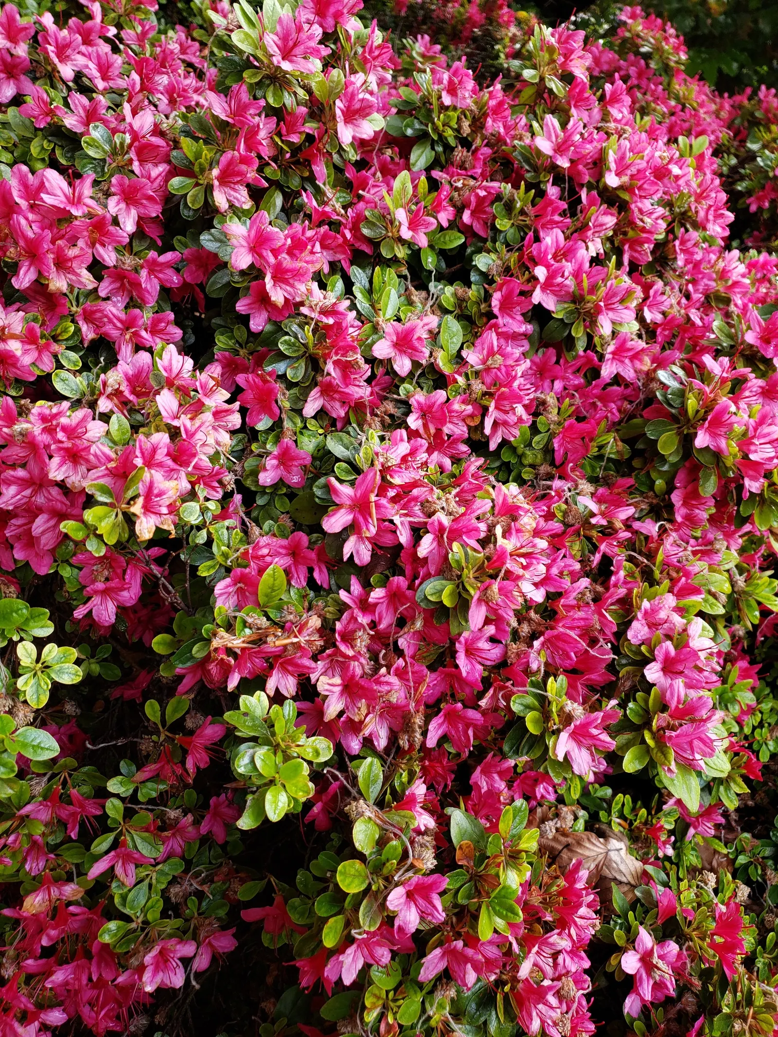 Pacific Rhododendron (Rhododendron Macrophyllum) — scientifically named Rhododendron macrophyllum