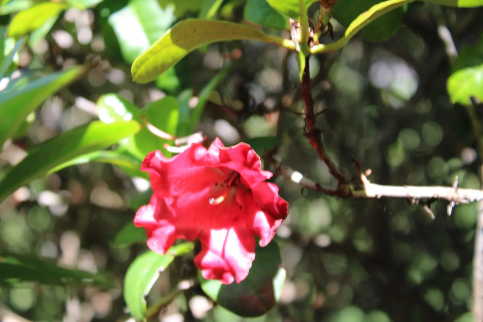 Pacific Rhododendron (Rhododendron Macrophyllum) — The blossoms are typically a deep rose-pink color
