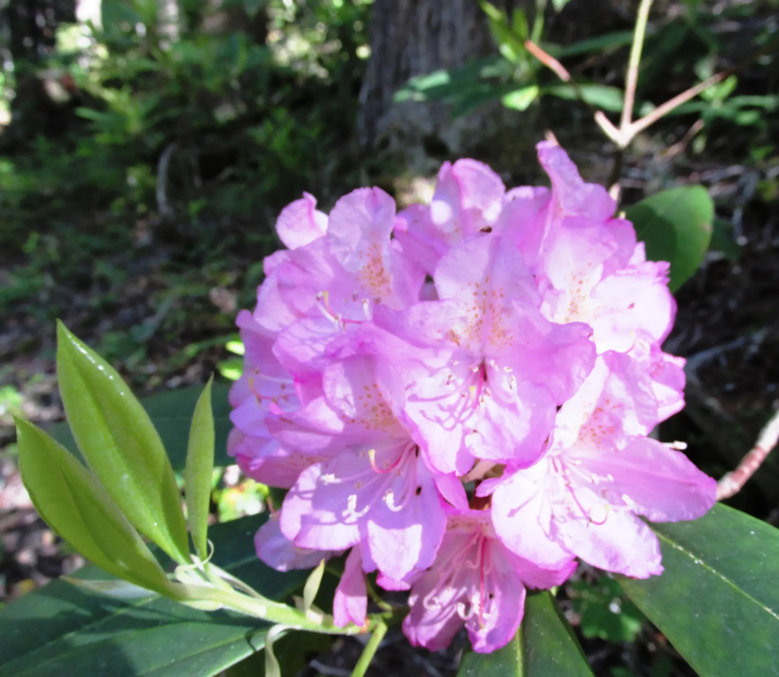 Pacific Rhododendron (Rhododendron Macrophyllum) — Flower clusters can measure up to 8 inches across and add a burst of color in mid to late spring; dark green