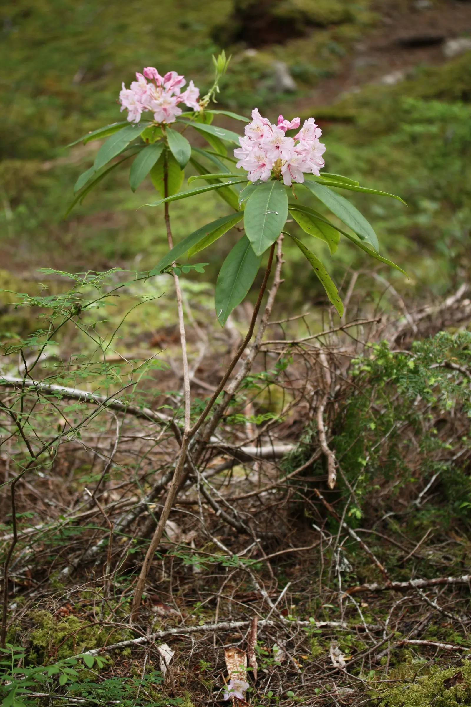 Pacific Rhododendron (Rhododendron Macrophyllum) — with a throat of darker pigmentation; however