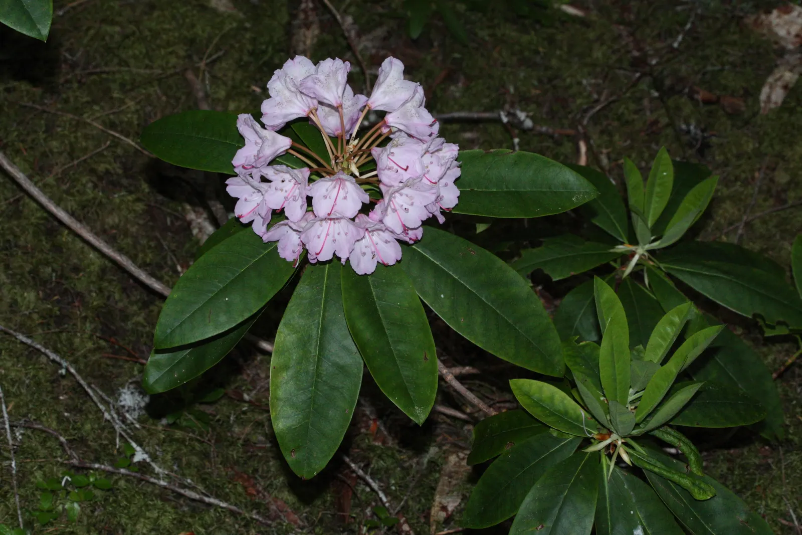 Pacific Rhododendron (Rhododendron Macrophyllum) — When designing the landscape