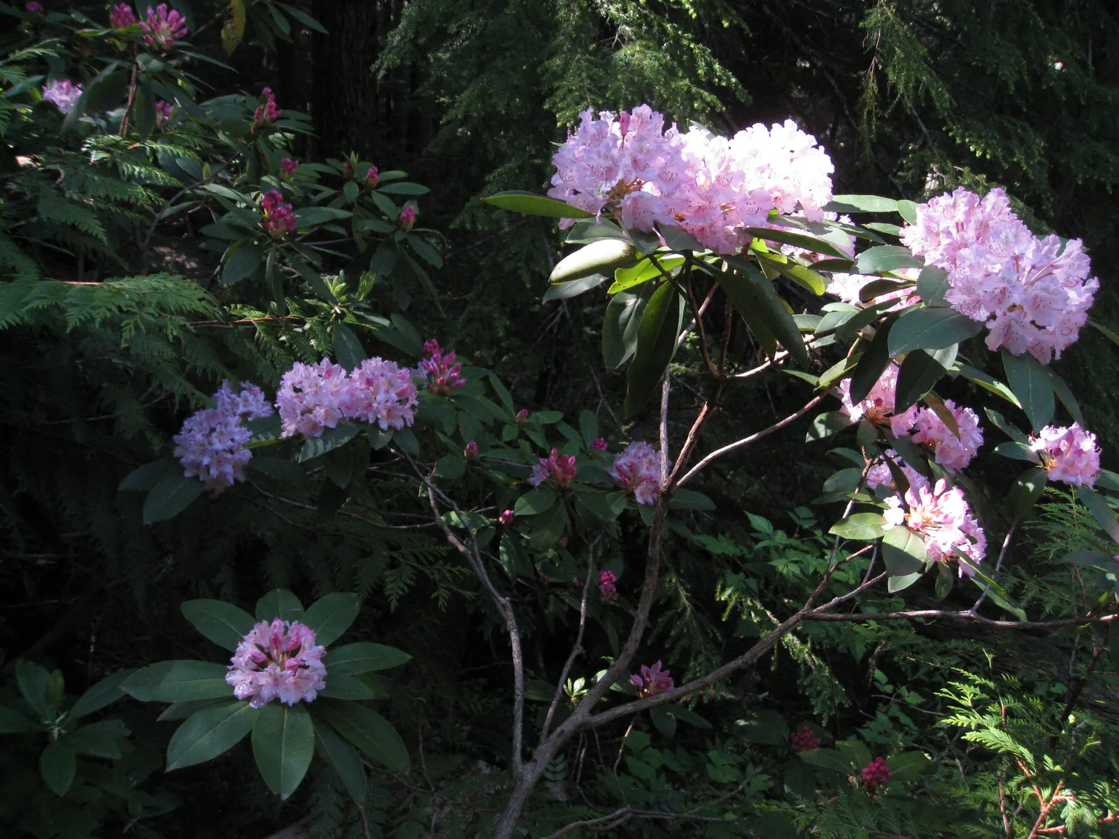 Pacific Rhododendron (Rhododendron Macrophyllum) — shrub with pink blooms; flower clusters can measure up to 8 inches across and add a burst of color in mid to