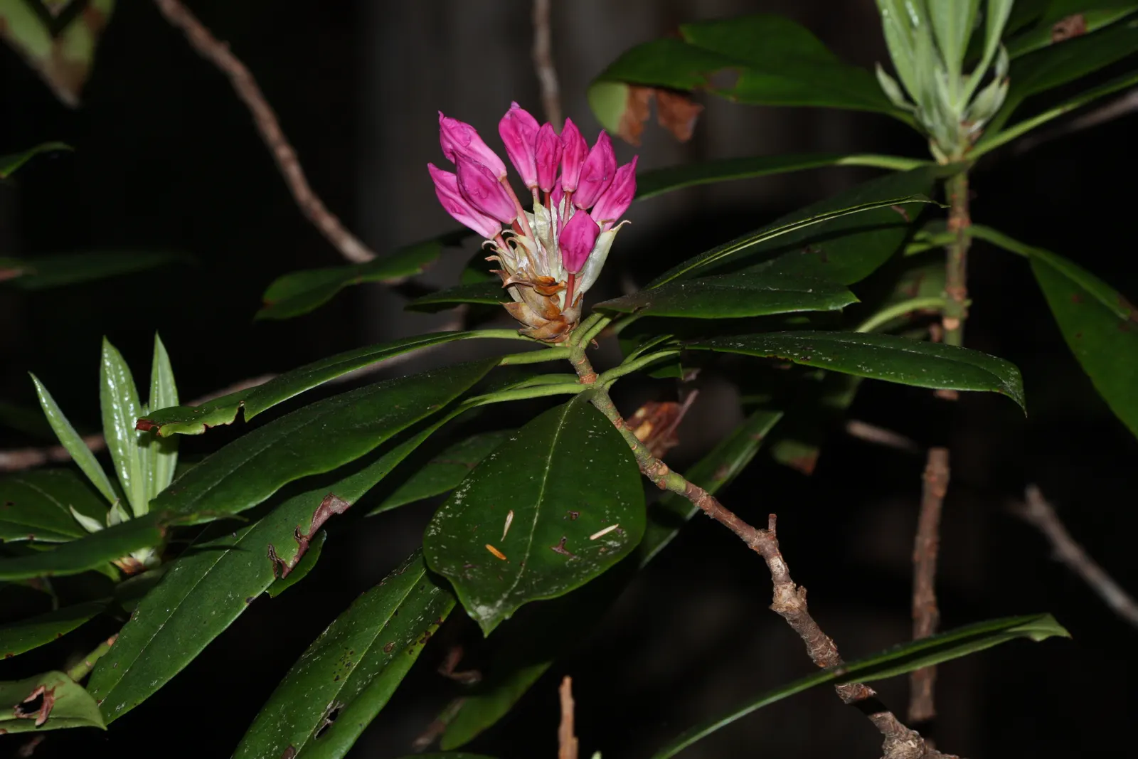 Pacific Rhododendron (Rhododendron Macrophyllum) — Typically reaching 2 to 9 feet tall and 3 to 9 feet wide; mature specimens can reach heights between 6 to 12