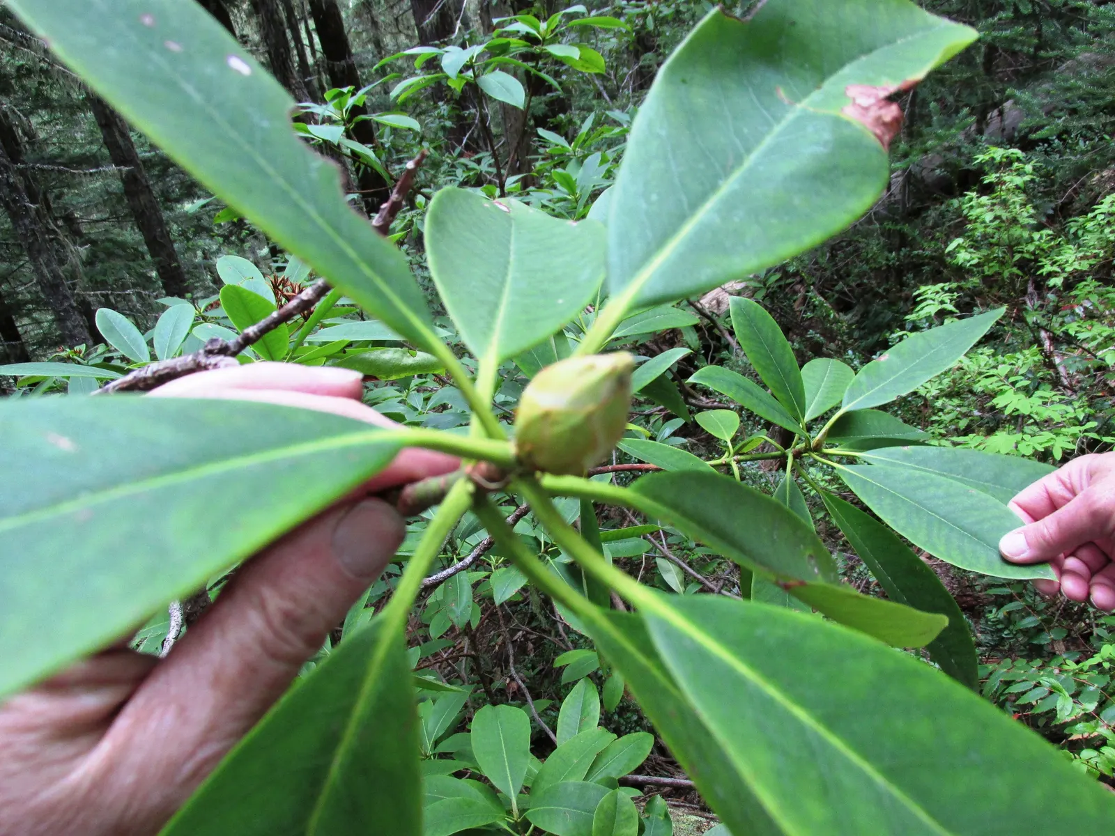Pacific Rhododendron (Rhododendron Macrophyllum) — pink flowers in the garden
