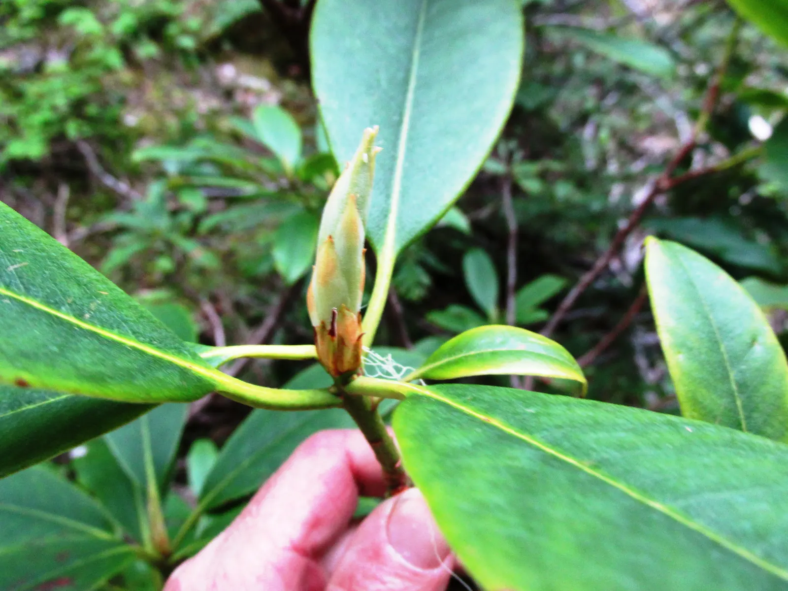 Pacific Rhododendron (Rhododendron Macrophyllum) — Flower clusters can measure up to 8 inches across and add a burst of color in mid to late spring
