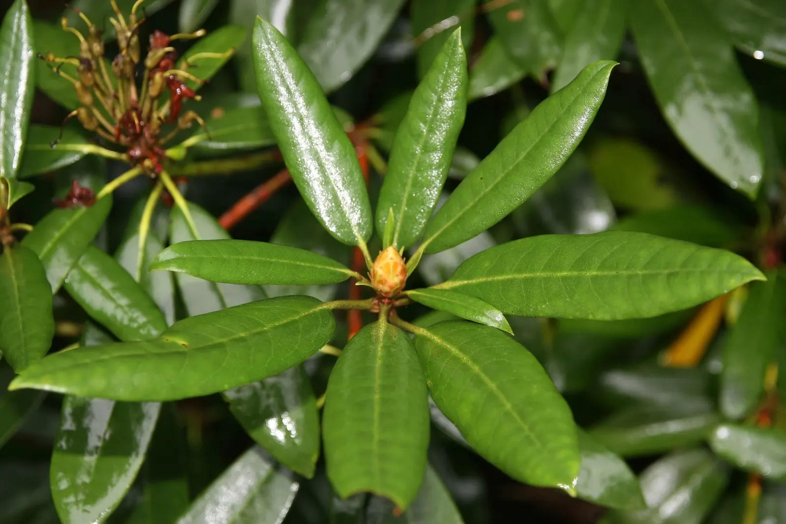 Pacific Rhododendron (Rhododendron Macrophyllum) — with a throat of darker pigmentation; however; shrub for half or shade