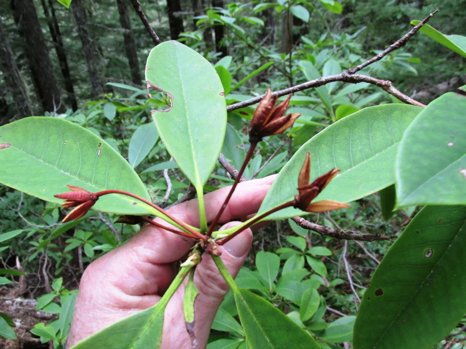 Pacific Rhododendron (Rhododendron Macrophyllum) — textured foliage and showy blossoms; with a throat of darker pigmentation; however