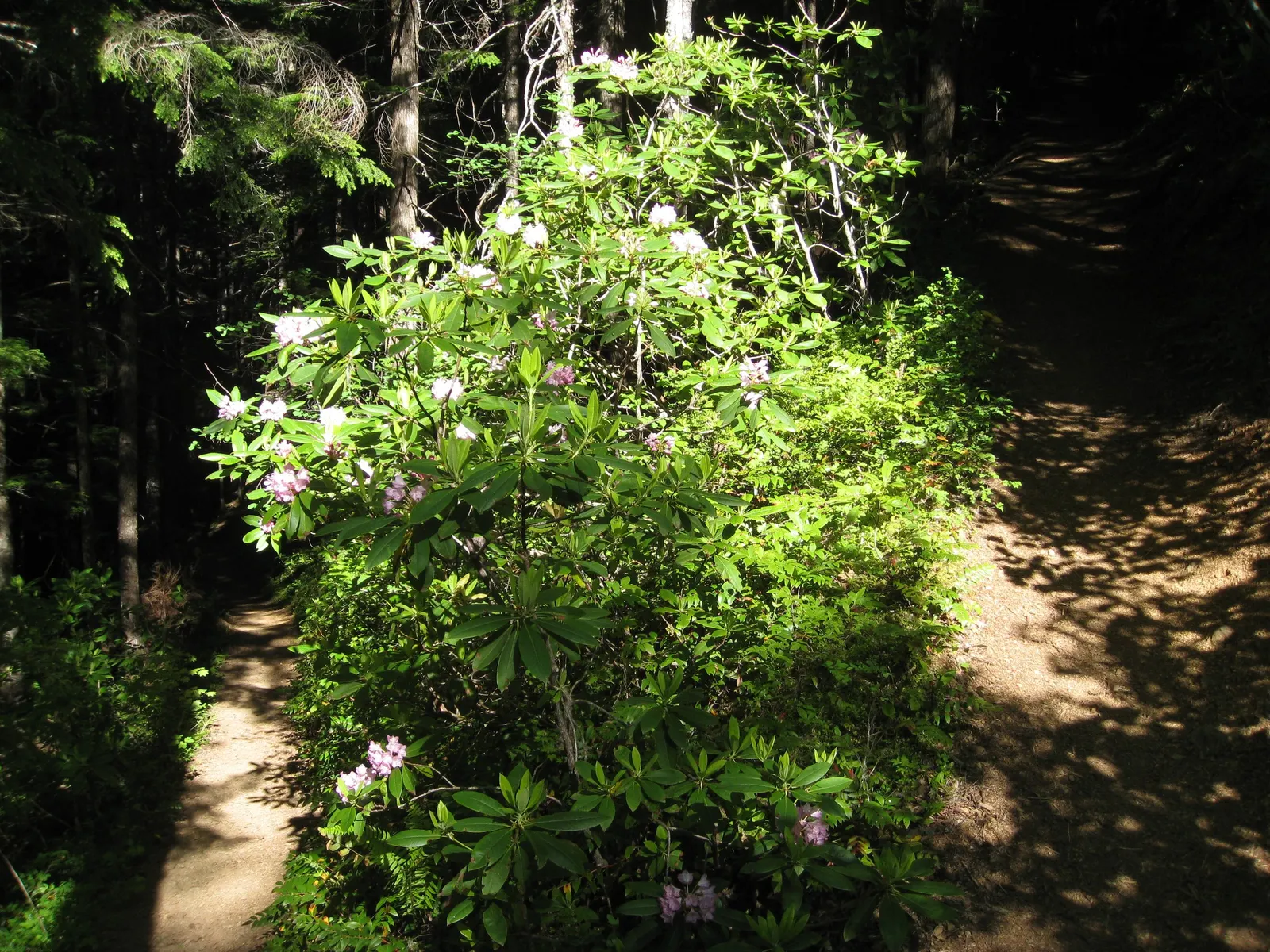 Pacific Rhododendron (Rhododendron Macrophyllum) — Known for its vibrant springtime blossoms, it encapsulates the essence of the region's natural beauty; is a