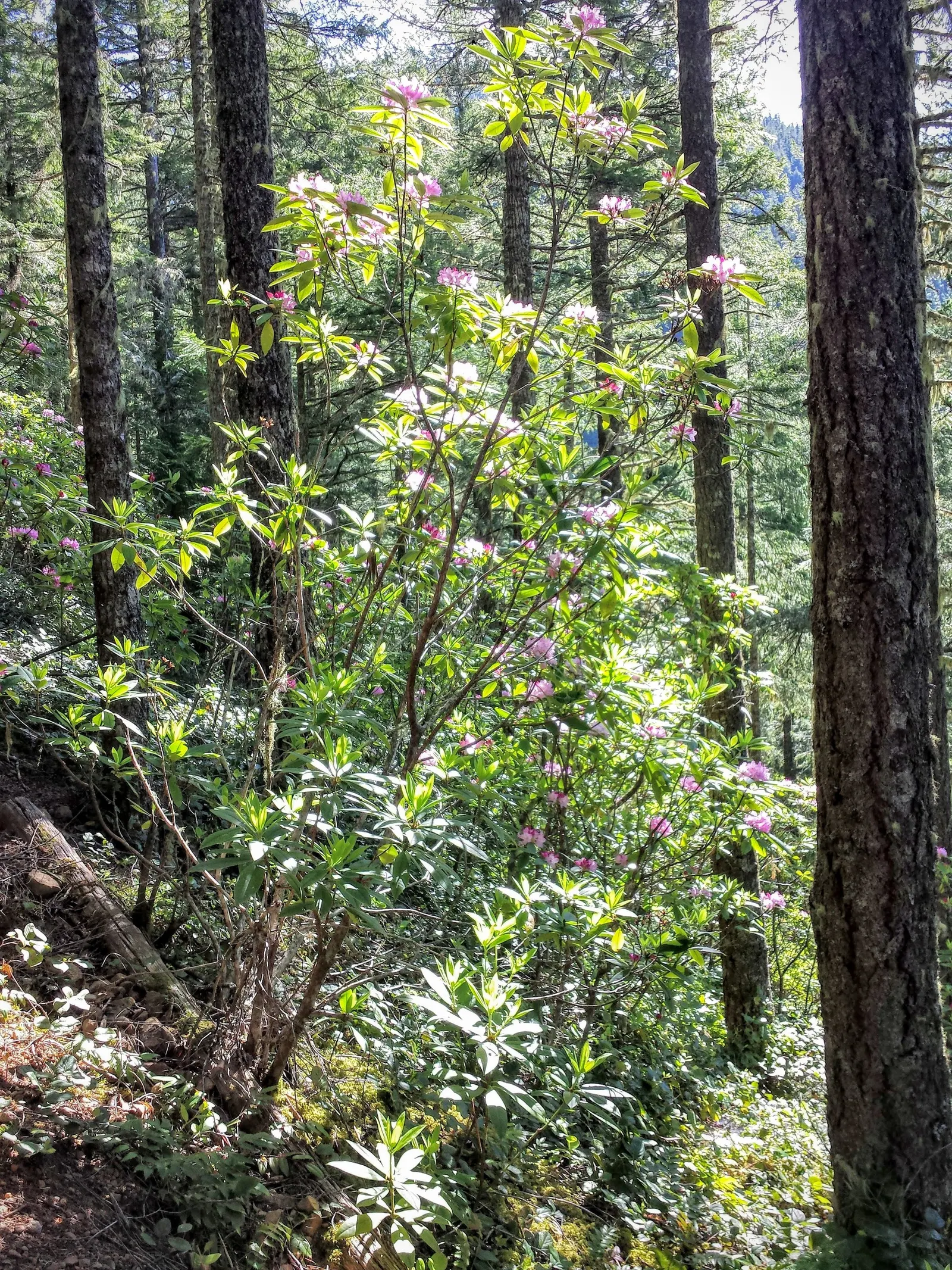 Pacific Rhododendron (Rhododendron Macrophyllum) — enhancing landscapes with its lush