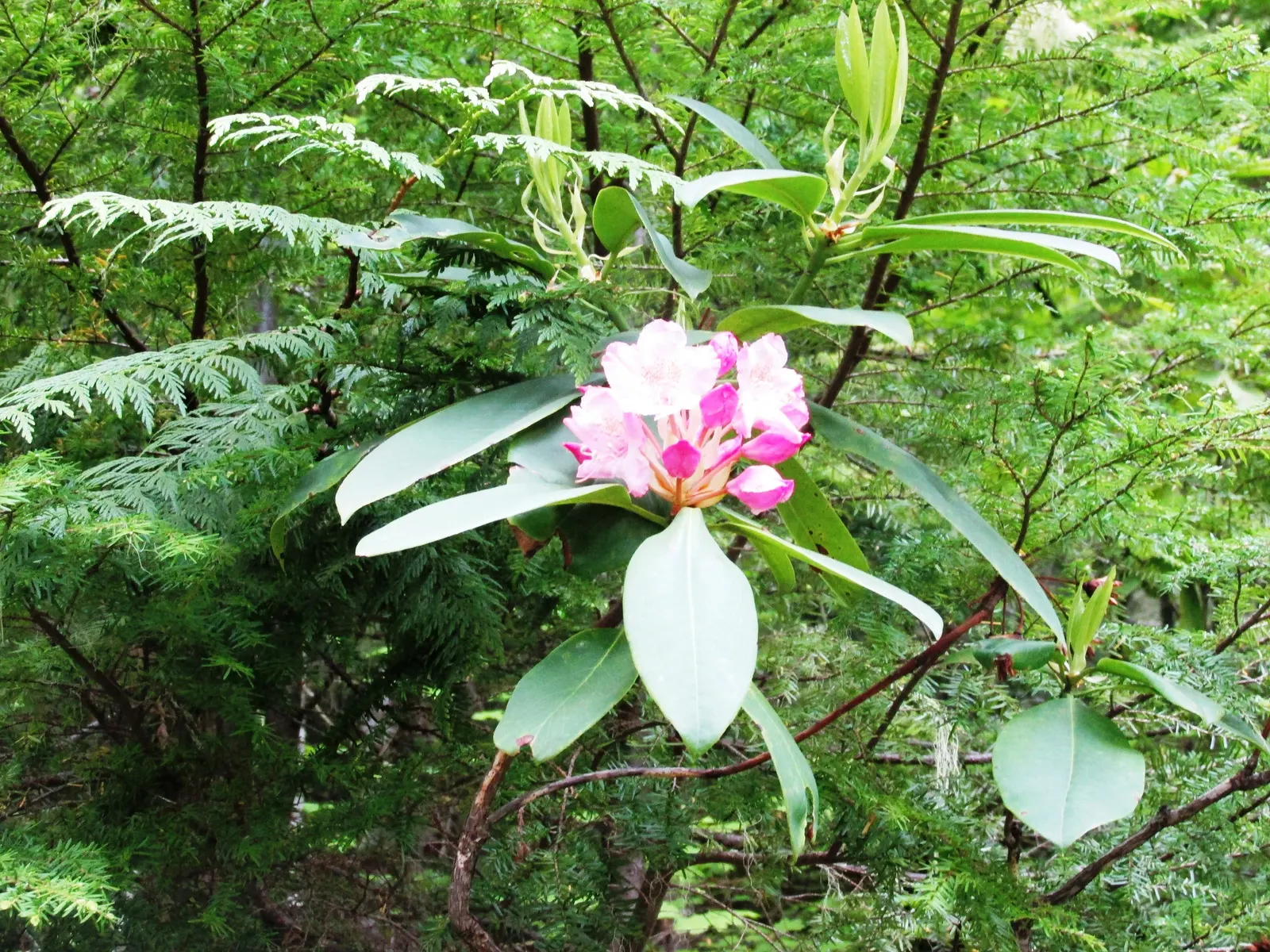 Pacific Rhododendron (Rhododendron Macrophyllum) — When designing the landscape; the plant boasts leathery