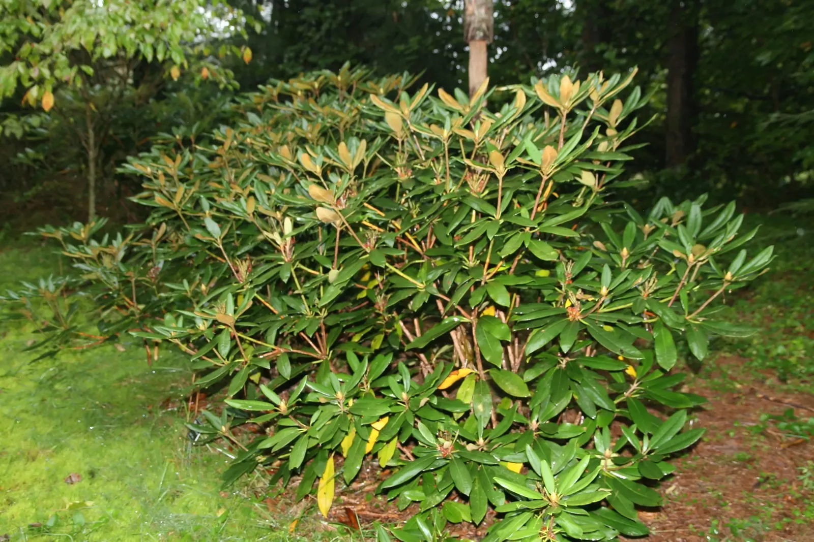 Pacific Rhododendron (Rhododendron Macrophyllum) — making them a visual highlight in any garden.<br><br>This species prefers well-drained; acidic soils and