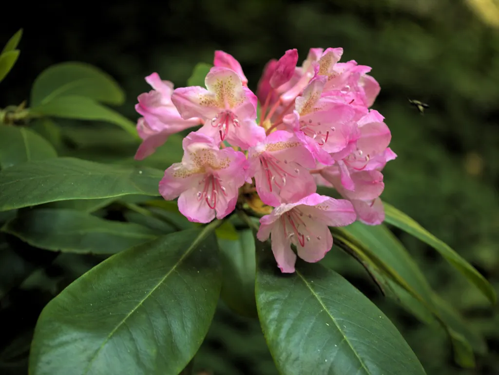 Pacific Rhododendron (Rhododendron Macrophyllum) — pink flowers in the garden; making them a substantial addition to any landscape design where space and scale
