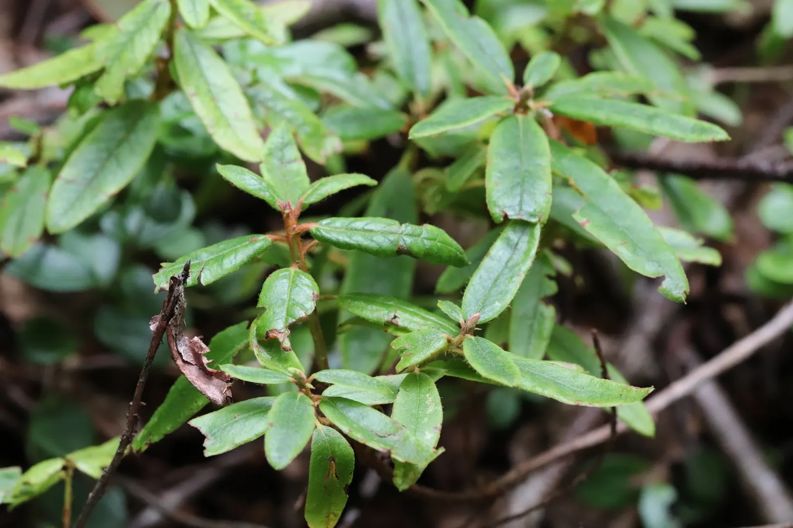 Pacific Rhododendron (Rhododendron Macrophyllum) — These elongate leaves provide a rich backdrop to the spectacular floral display