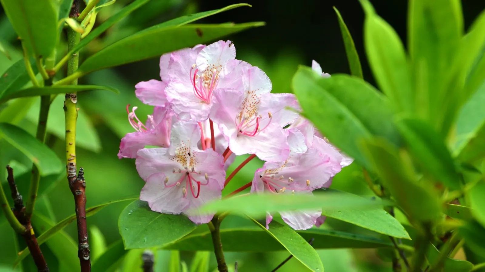 Pacific Rhododendron (Rhododendron Macrophyllum) — its purple-pink flowers add stunning color contrasts to shaded areas; one can occasionally, image 61