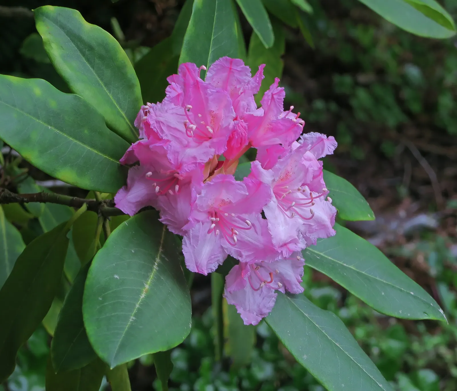 Pacific Rhododendron (Rhododendron Macrophyllum) — acidic soils and should ideally be positioned in a site with dappled shade