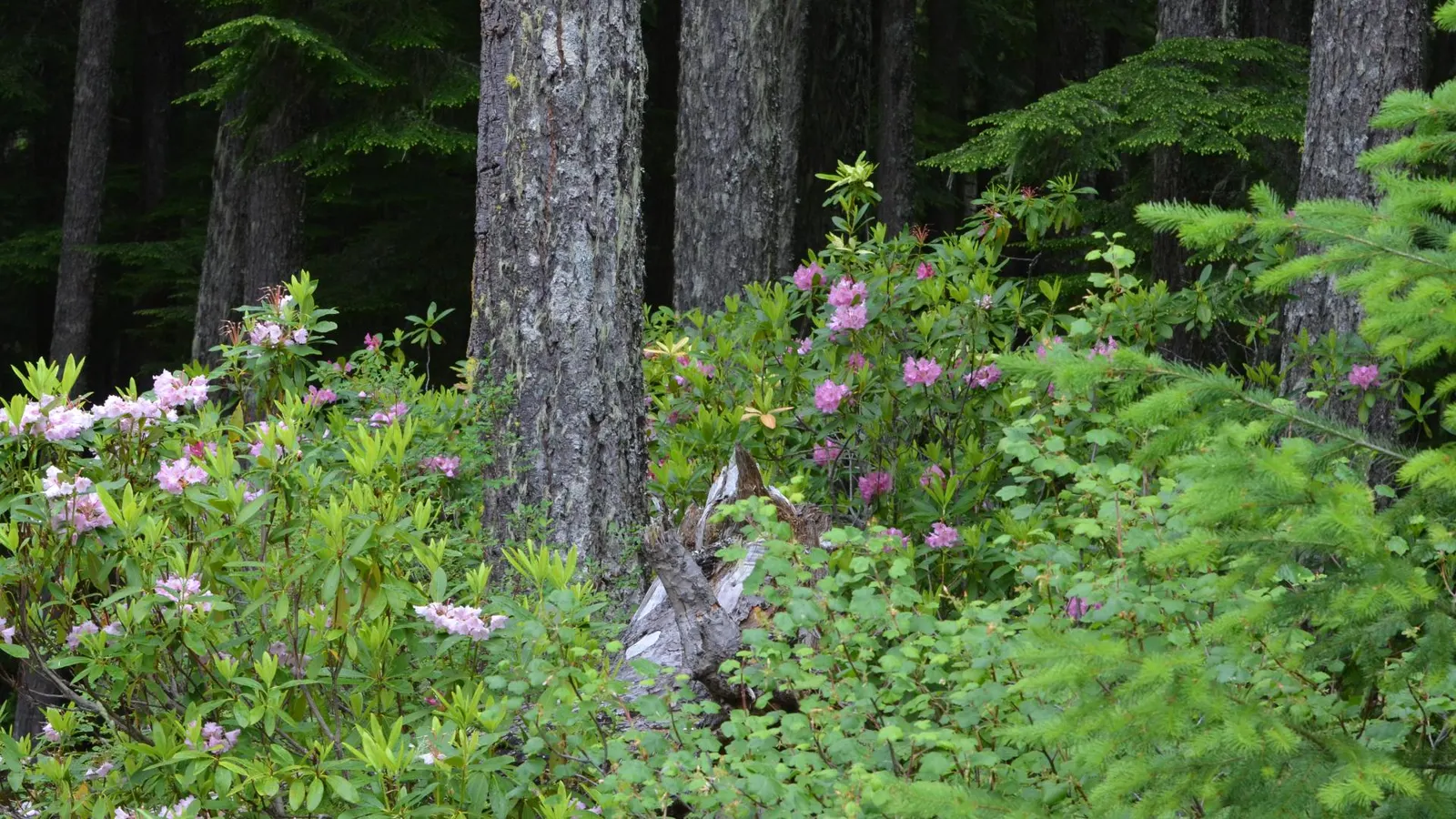 Pacific Rhododendron (Rhododendron Macrophyllum) — dark green leaves and vibrant spring blooms; preferential to well-drained, image 59