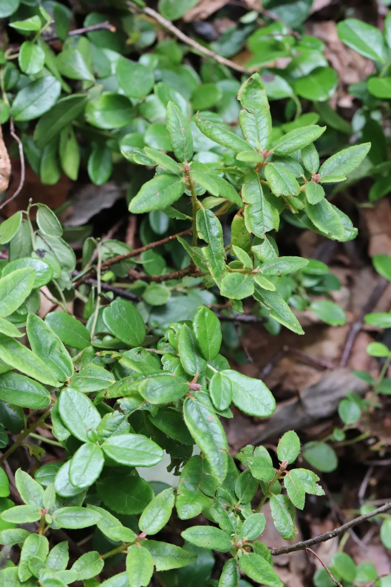 Pacific Rhododendron (Rhododendron Macrophyllum) — keep in mind the Pacific Rhododendron's shallow root system