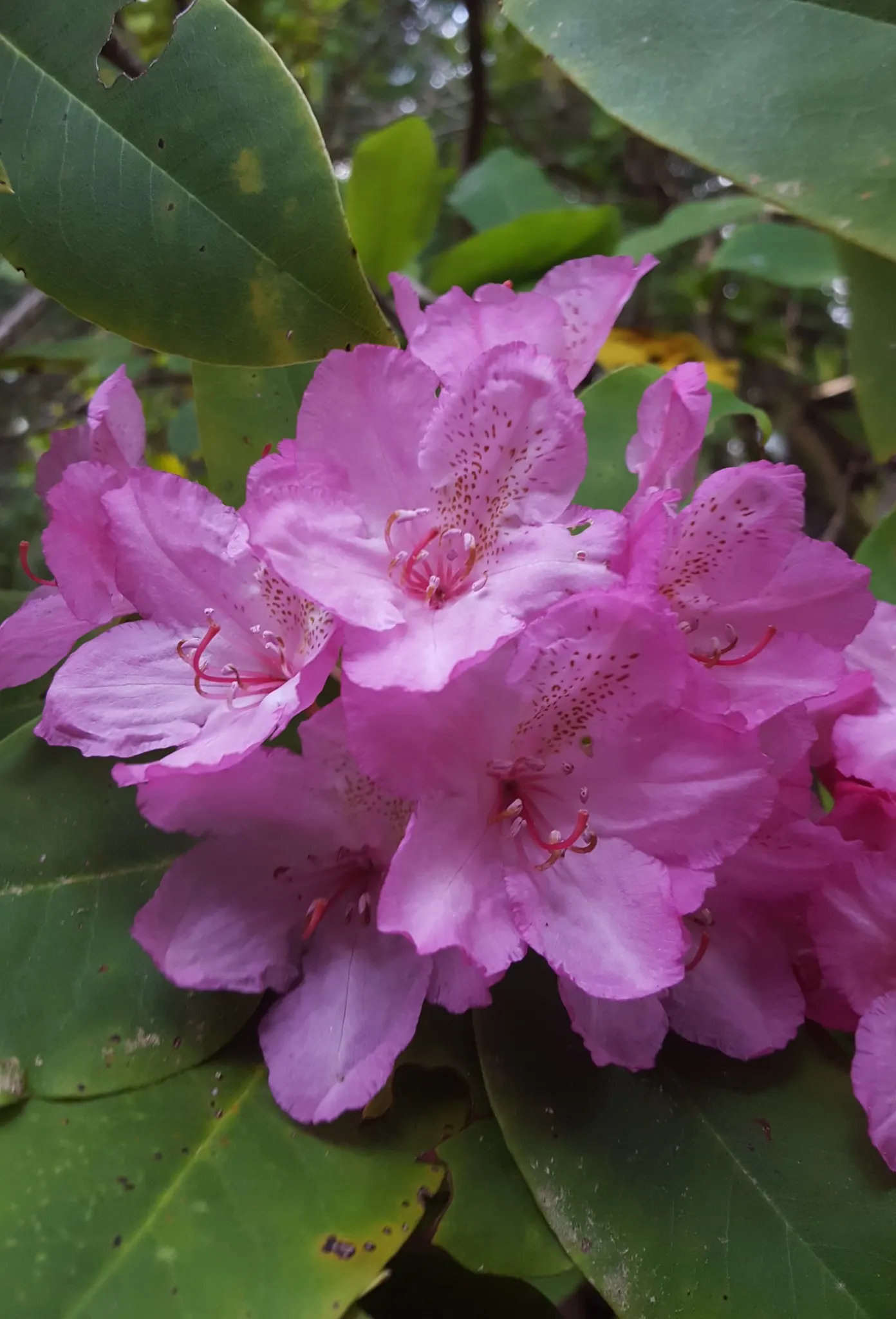 Pacific Rhododendron (Rhododendron Macrophyllum) — acidic soils and should ideally be positioned in a site with dappled shade; shrub with pink blooms