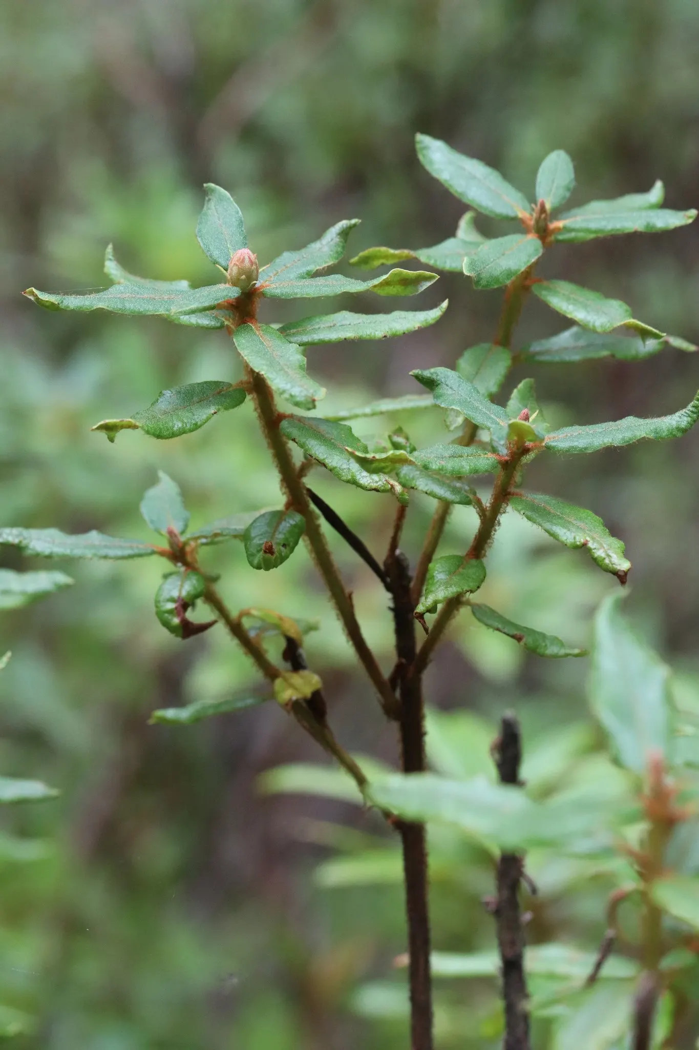 Pacific Rhododendron (Rhododendron Macrophyllum) — the plant boasts leathery