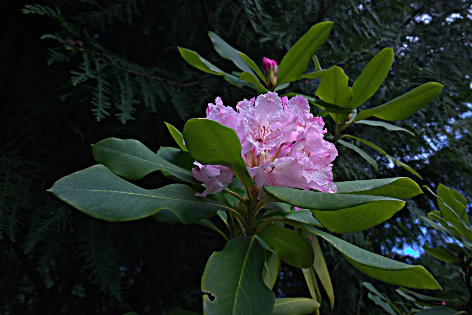 Pacific Rhododendron (Rhododendron Macrophyllum) — shrub with pink blooms