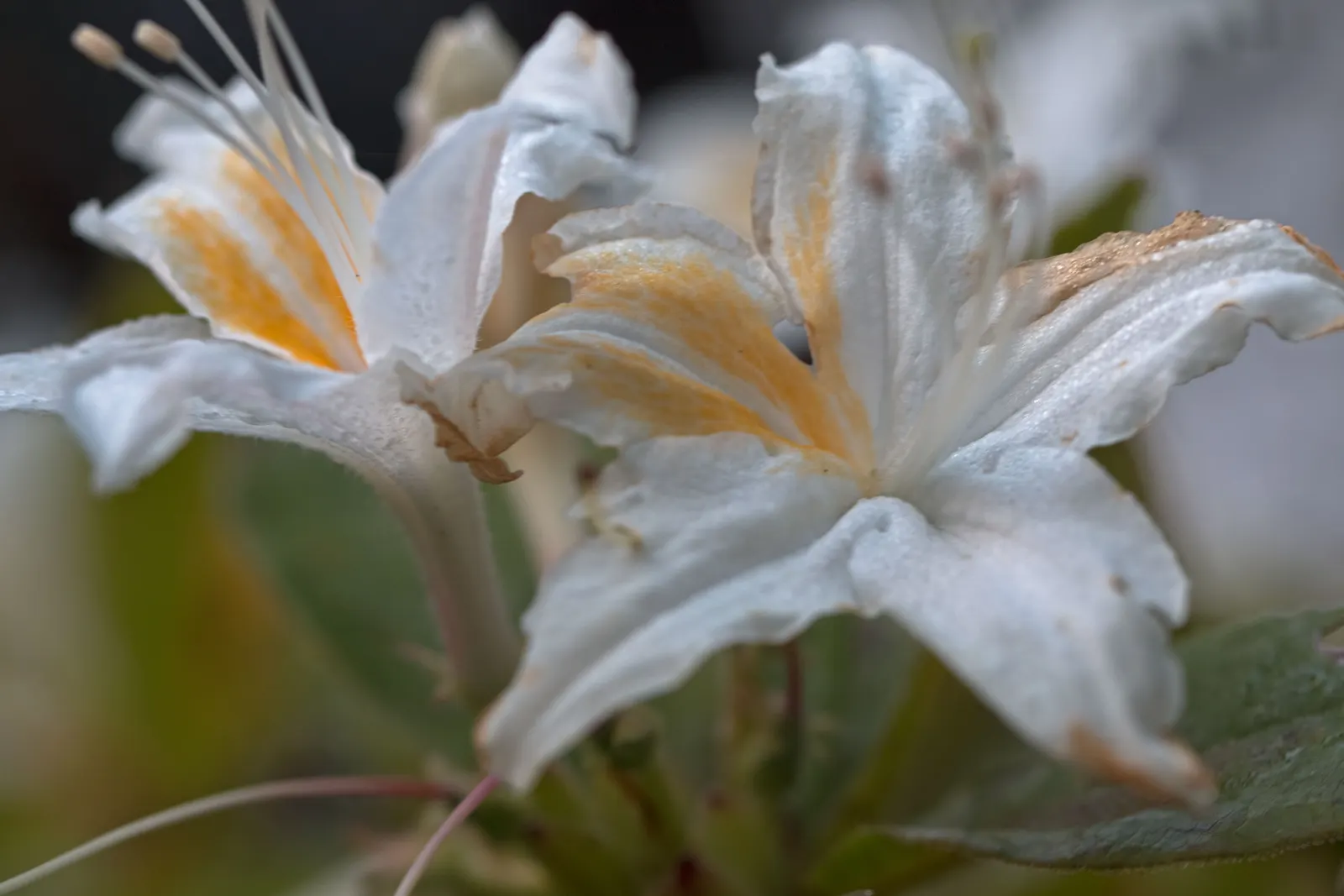 Pacific Rhododendron (Rhododendron Macrophyllum) — scientifically named Rhododendron macrophyllum; keep in mind the Pacific Rhododendron's shallow root system