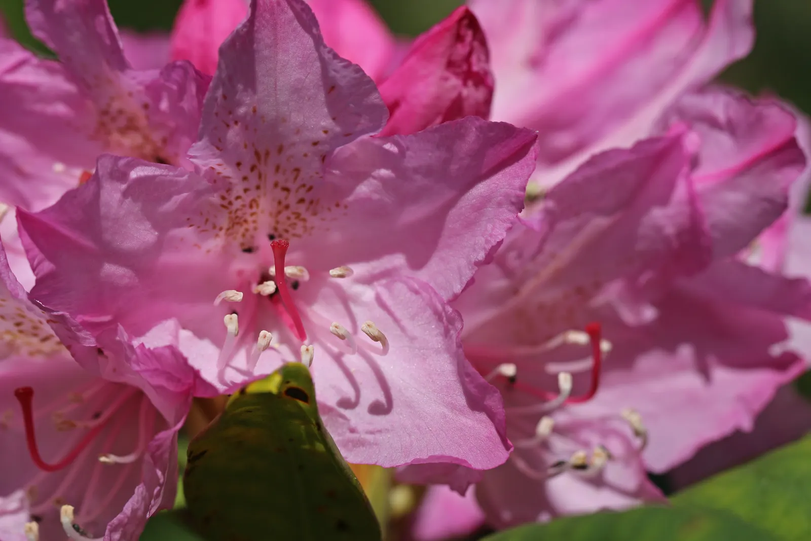 Pacific Rhododendron (Rhododendron Macrophyllum) — one can occasionally encounter shades varying from white to light purple