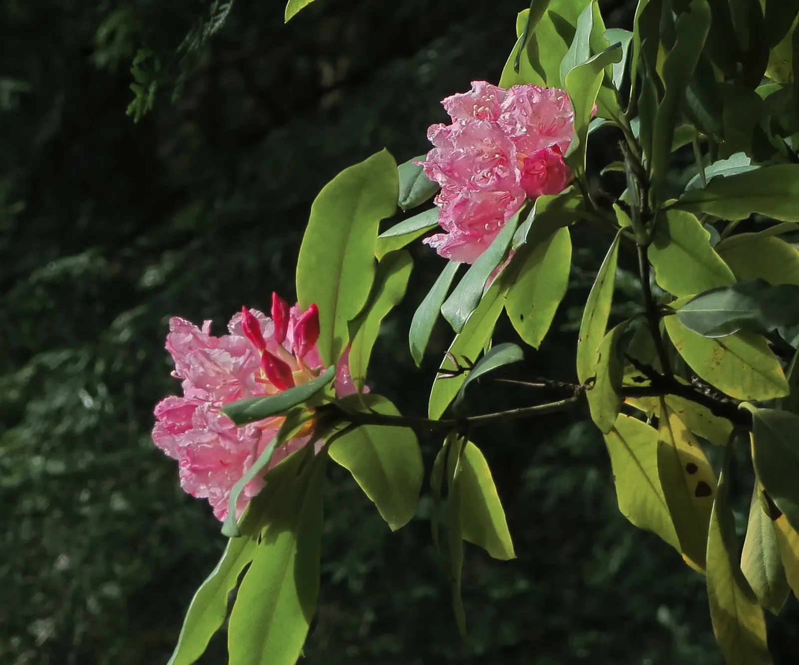 Pacific Rhododendron (Rhododendron Macrophyllum) — dark green leaves and vibrant spring blooms; preferential to well-drained