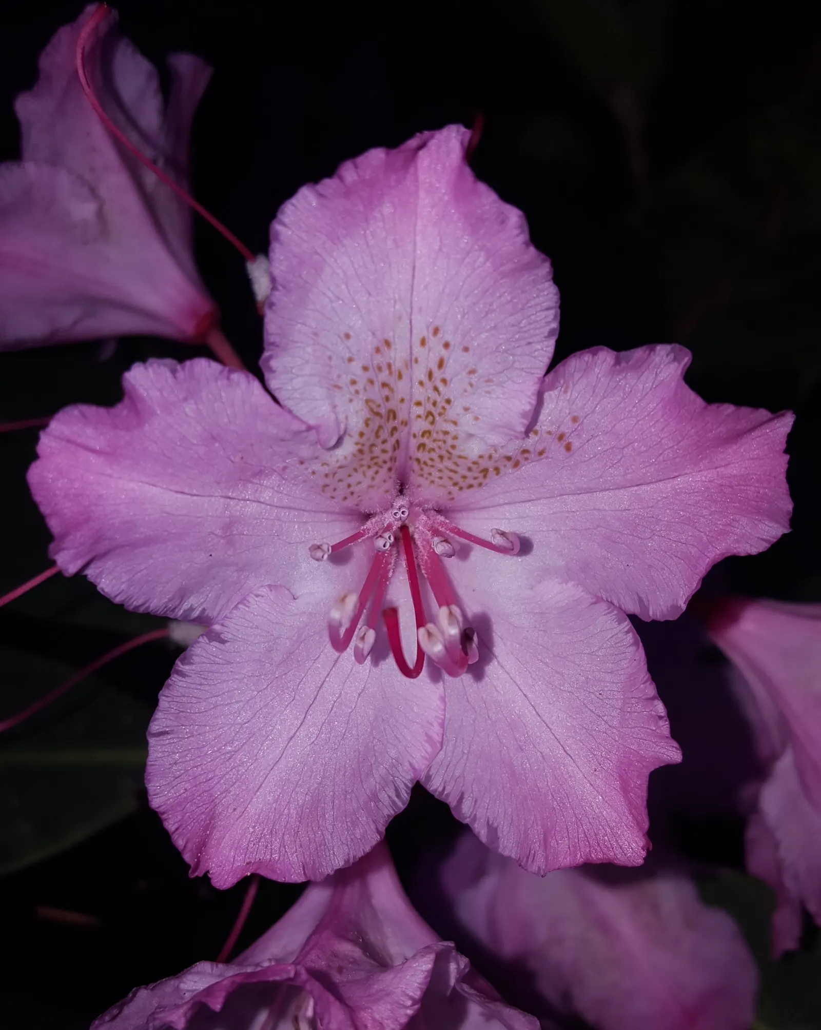 Pacific Rhododendron (Rhododendron Macrophyllum) — one can occasionally encounter shades varying from white to light purple; textured foliage and showy blossoms