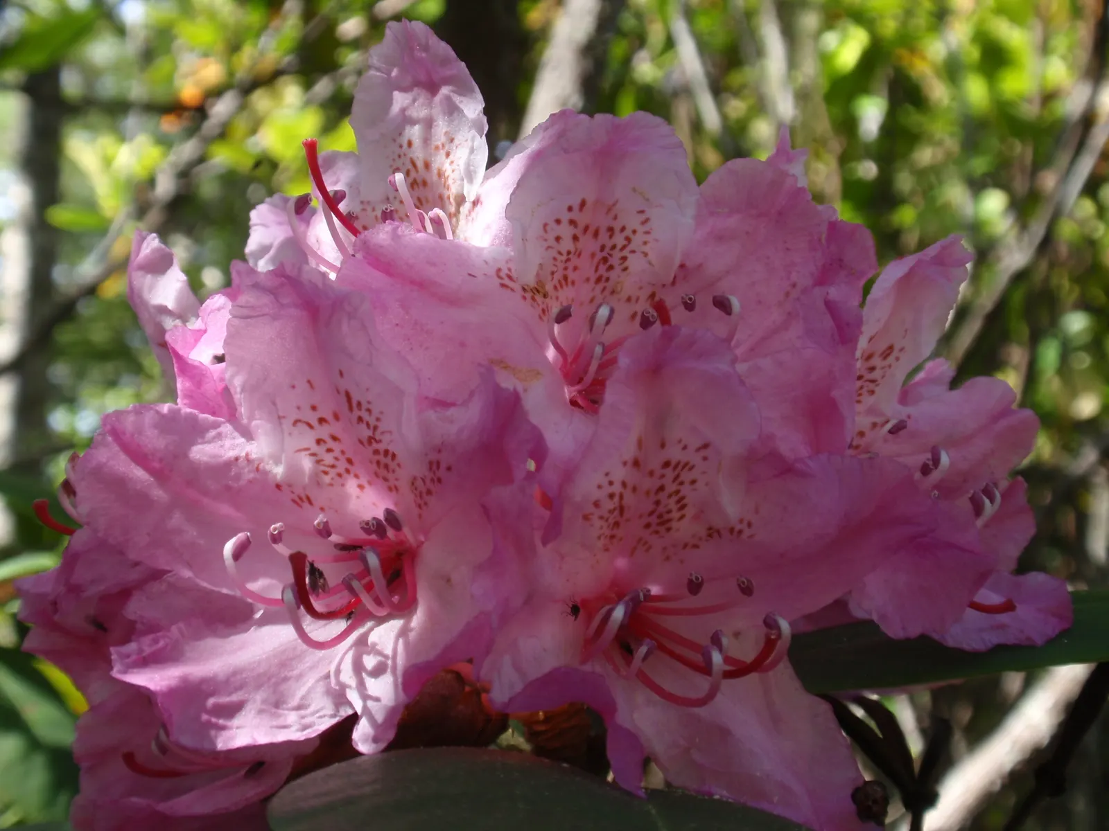 Pacific Rhododendron (Rhododendron Macrophyllum) — it's an ideal choice for woodland gardens in zones 7 to 9; its purple-pink flowers add stunning color