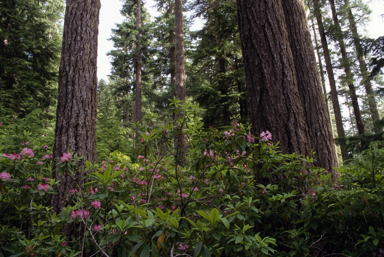 Pacific Rhododendron (Rhododendron Macrophyllum) — Typically reaching 2 to 9 feet tall and 3 to 9 feet wide; mature specimens can reach heights, image 60
