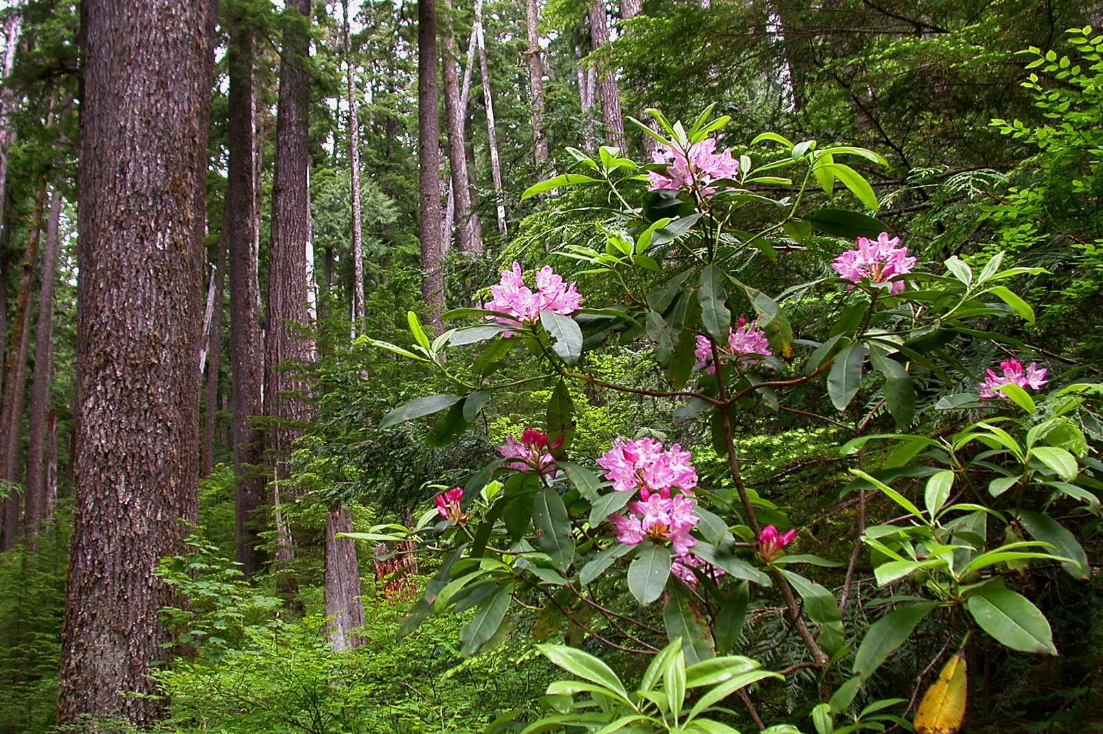 Pacific Rhododendron (Rhododendron Macrophyllum) — dark green leaves and vibrant spring blooms