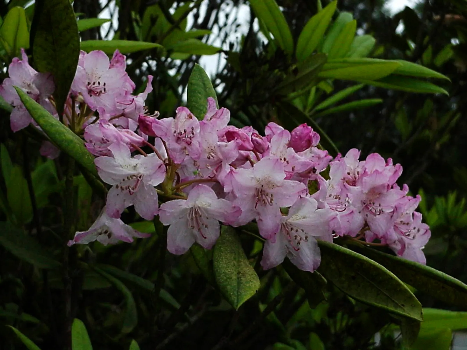 Pacific Rhododendron (Rhododendron Macrophyllum) — These elongate leaves provide a rich backdrop to the spectacular floral display, image 44