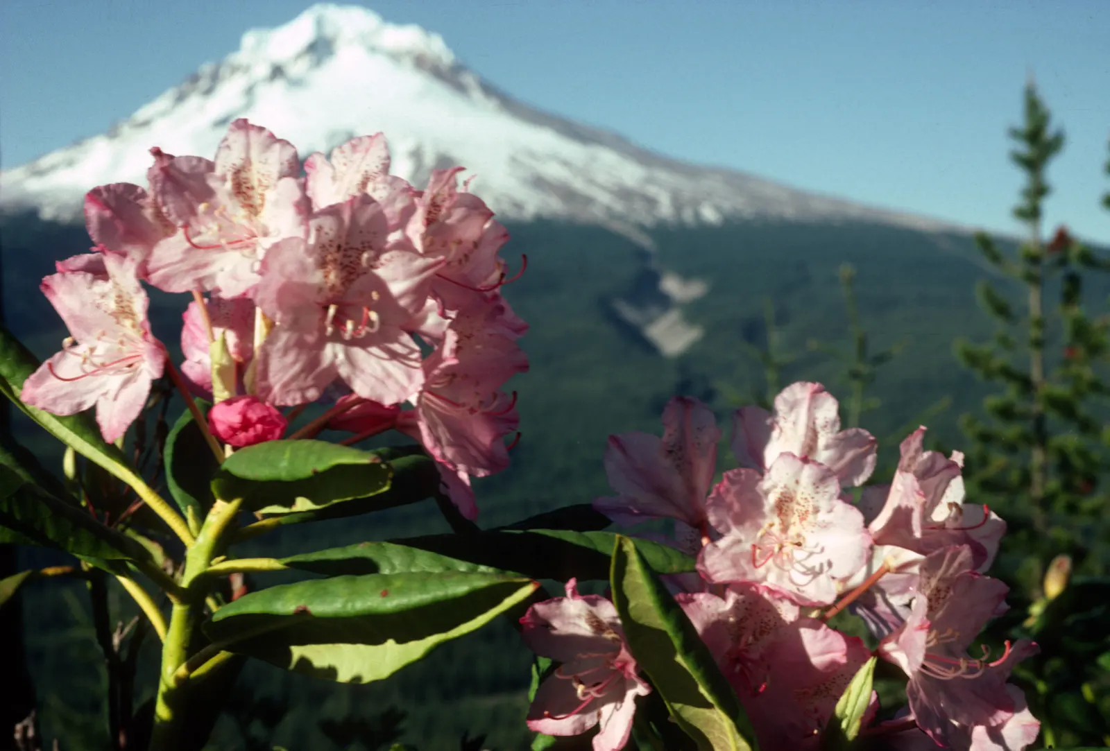 Pacific Rhododendron (Rhododendron Macrophyllum) — dark green leaves that can grow up to 9 inches long; scientifically named Rhododendron macrophyllum