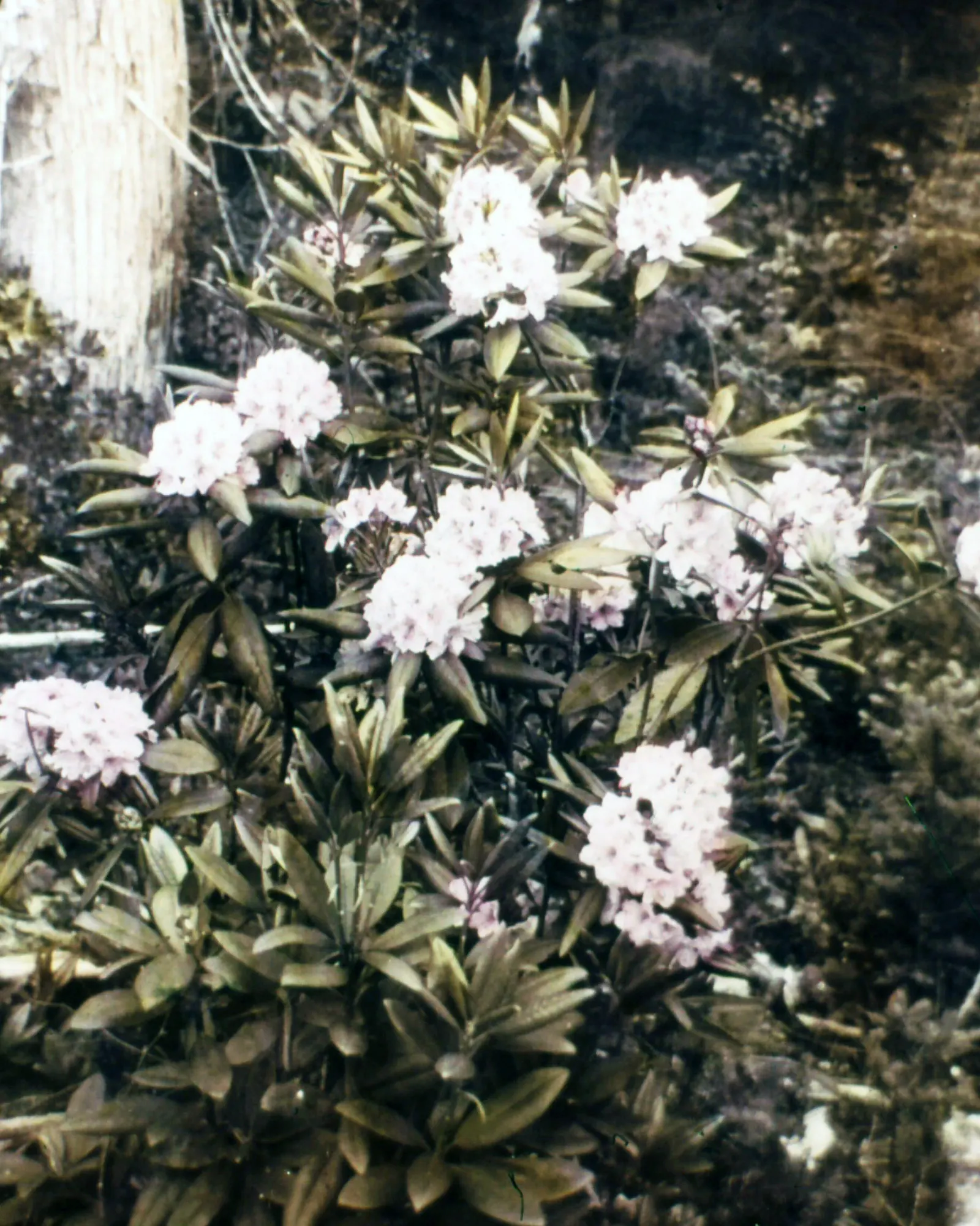 Pacific Rhododendron (Rhododendron Macrophyllum) — though it can tolerate full sun in cooler climates; enhancing landscapes with its lush