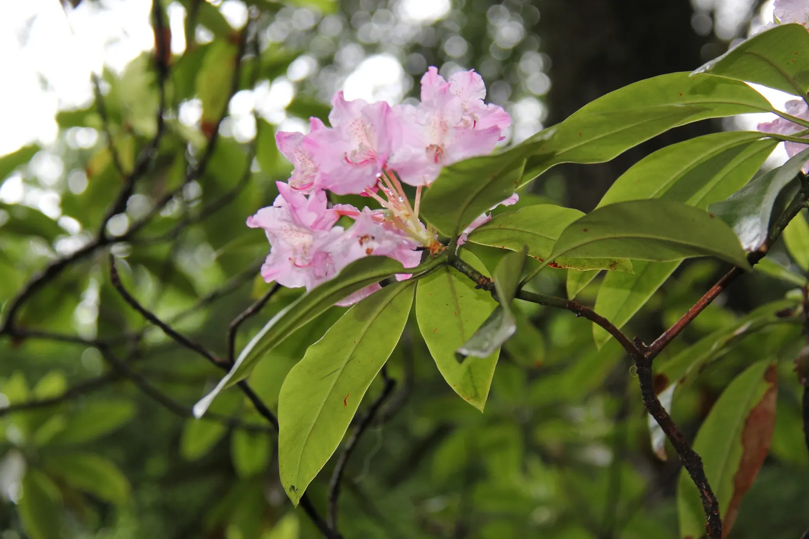 Pacific Rhododendron (Rhododendron Macrophyllum) — The blossoms are typically a deep rose-pink color; though it can tolerate full sun in cooler climates