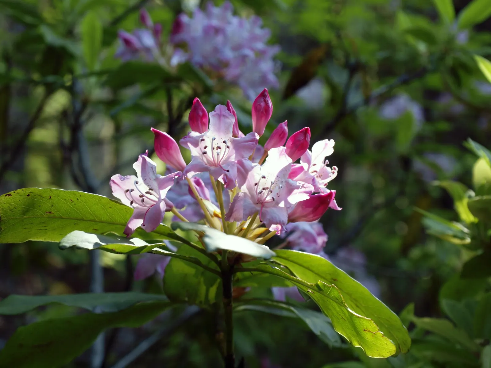 Pacific Rhododendron (Rhododendron Macrophyllum) — it's an ideal choice for woodland gardens in zones 7 to 9