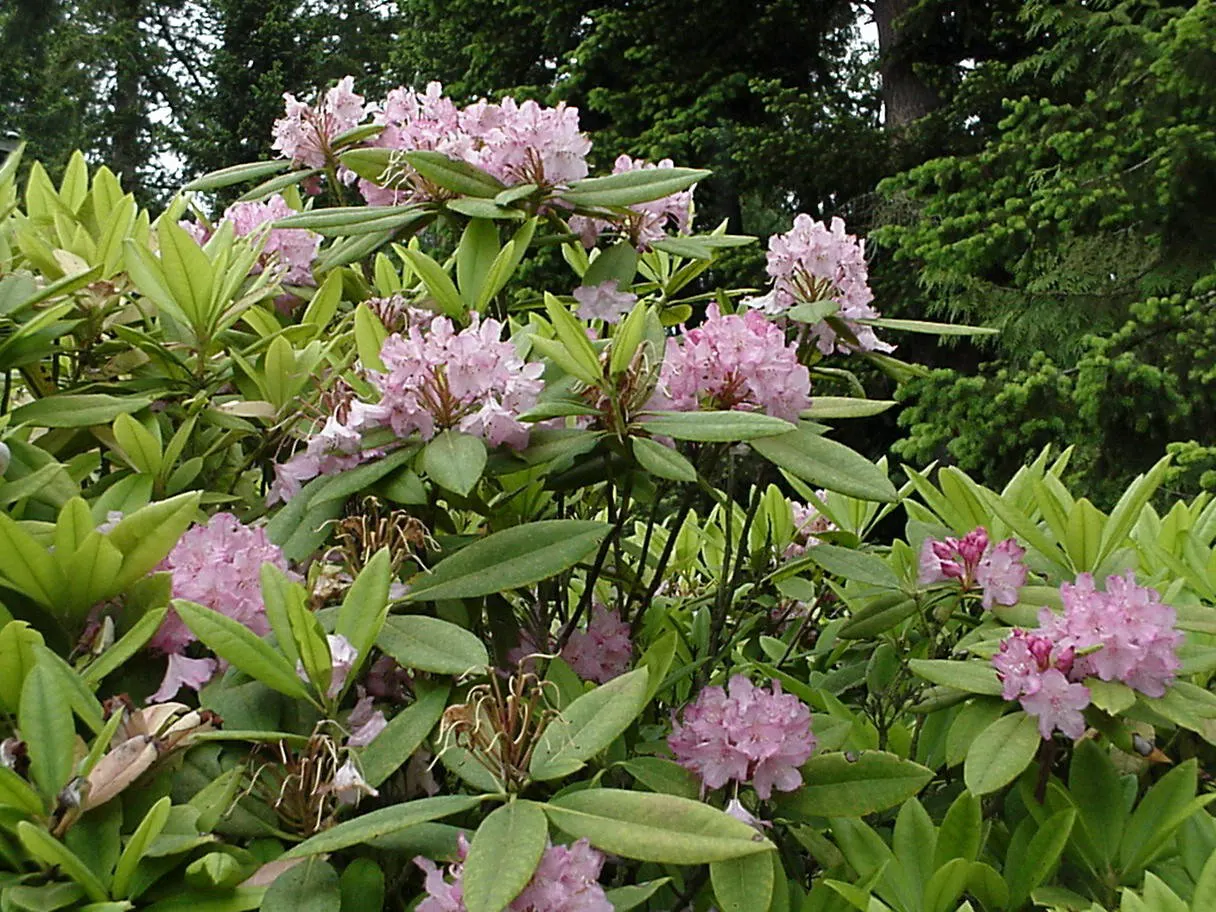 Pacific Rhododendron (Rhododendron Macrophyllum) — Preferential to well-drained