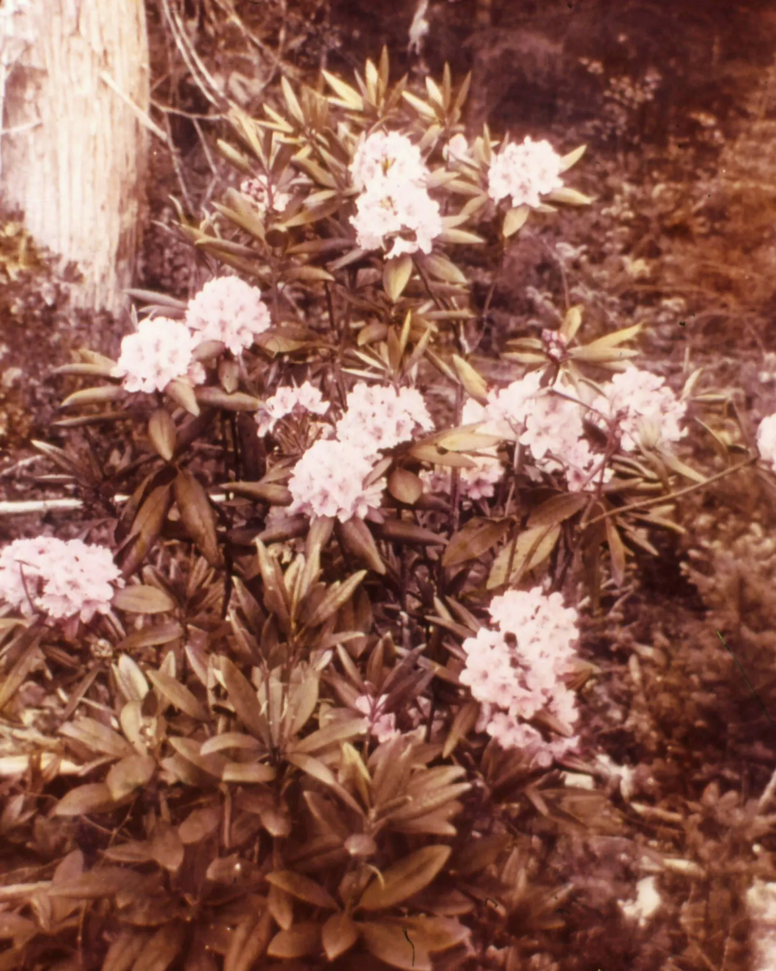 Pacific Rhododendron (Rhododendron Macrophyllum) — is a majestic evergreen shrub native to the Pacific Northwest; typically reaching 2 to 9 feet tall and 3 to