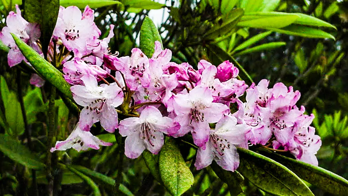 Pacific Rhododendron (Rhododendron Macrophyllum) — mature specimens can reach heights between 6 to 12 feet with a similar spread