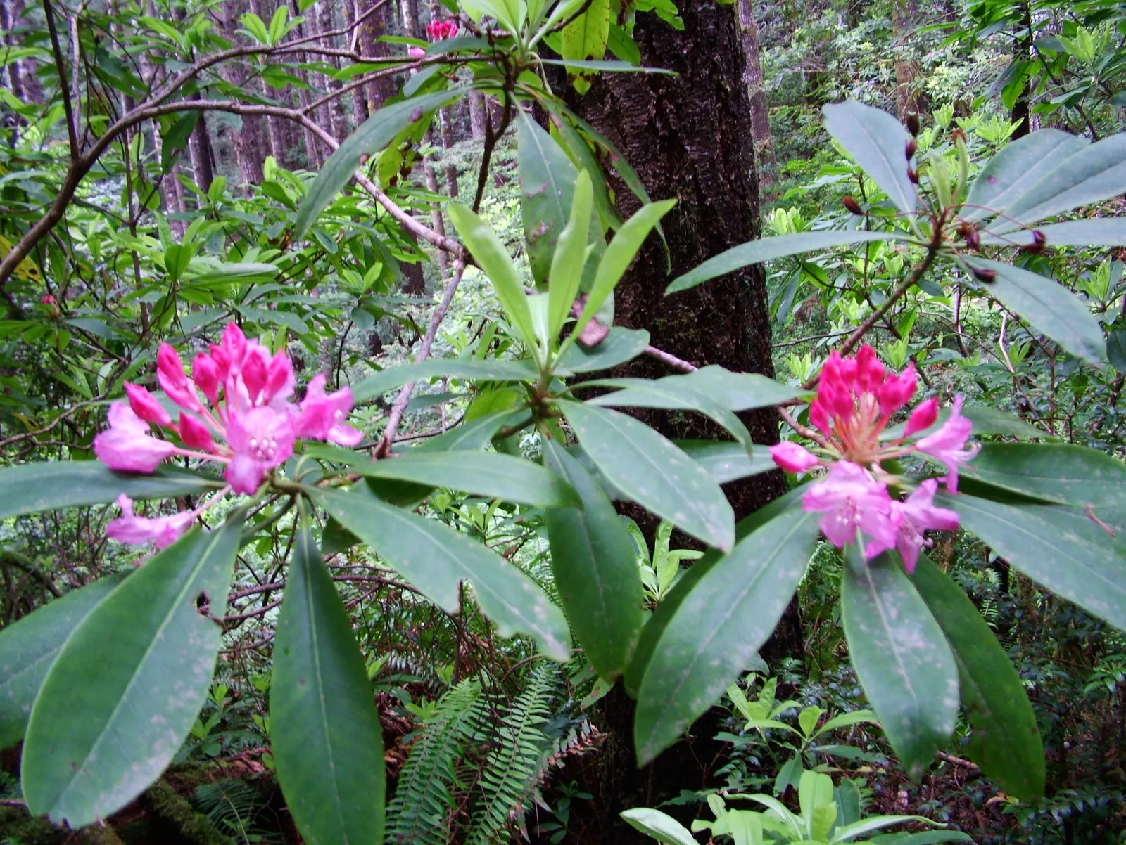 Pacific Rhododendron (Rhododendron Macrophyllum) — making them a substantial addition to any landscape design where space and scale