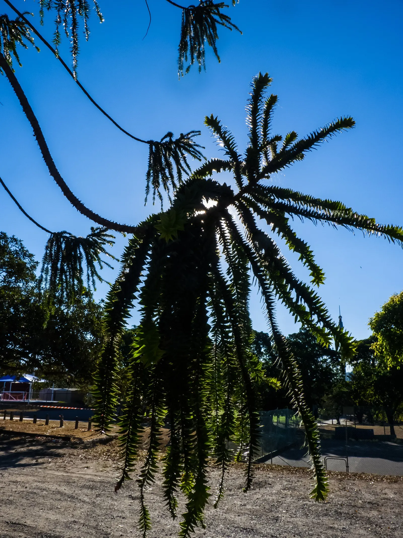 Bunya-Bunya (Araucaria Bidwillii) — The conical shape of the tree; hailing from Australia, this coniferous tree boasts a unique, dome-like crown and sharp