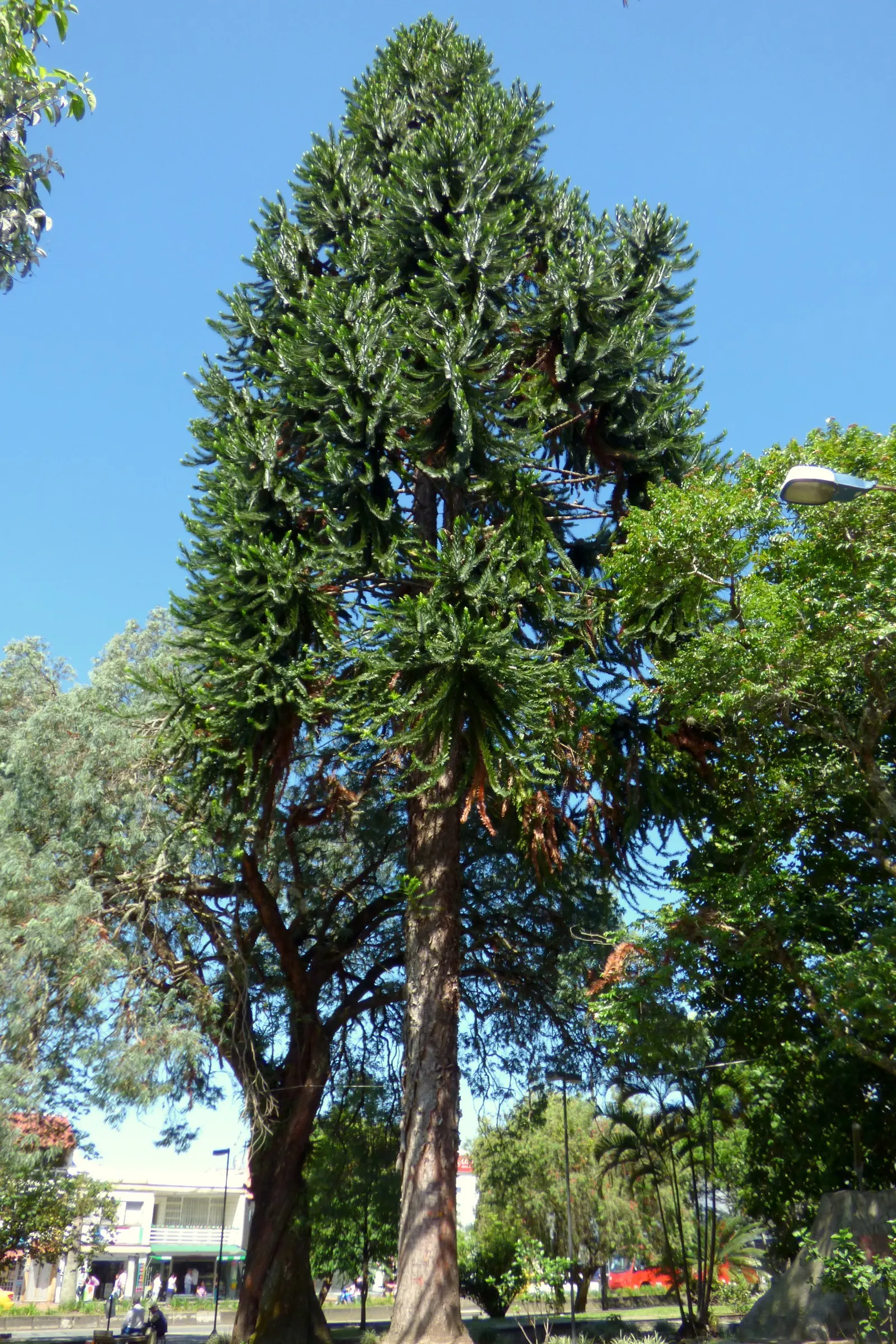 Bunya-Bunya (Araucaria Bidwillii) — The bark is rough and scaly; conifer / tree for full